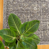 Matana Grey 1330